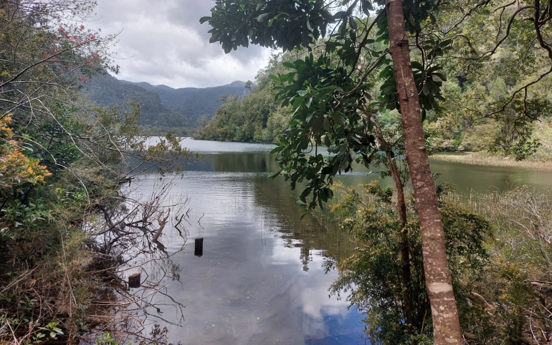 Banner de Trekking parque Alerce andino full day